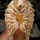 Image for article titled 12 More Real Animals We Can’t Believe Aren't Pokémon